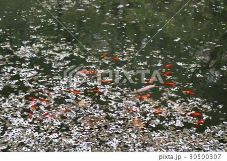 桜の花びらの花筏と錦鯉 桜の花びらの花筏と錦鯉 30500307