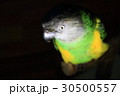 Pichan 30500557