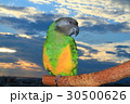 Pichan 30500626