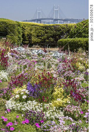 横浜港の見える丘公園の花壇とベイブリッジ 横浜港の見える丘公園の花壇とベイブリッジ 30500678