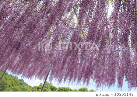 藤の花　あしかがフラワーパーク 30501145