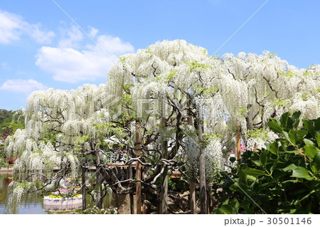 藤の花　あしかがフラワーパーク 30501146