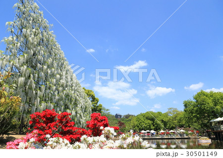 藤の花　あしかがフラワーパーク 30501149