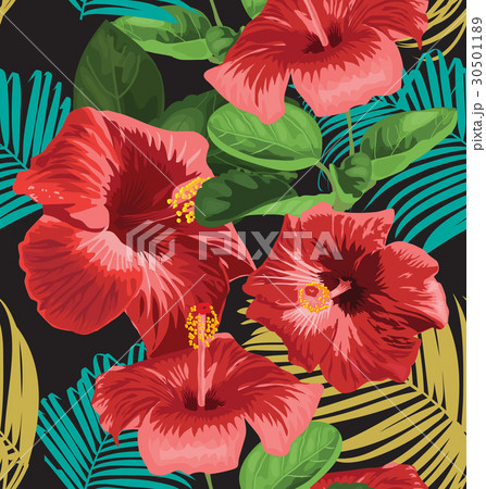 Hibiscus 30501189