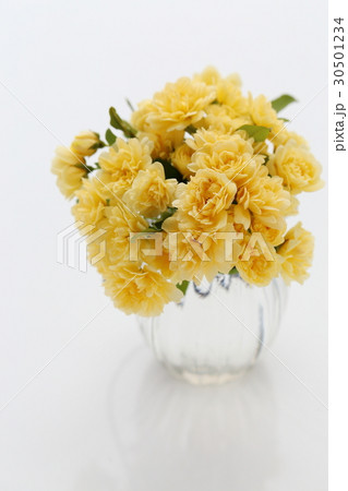 モッコウバラ 30501234