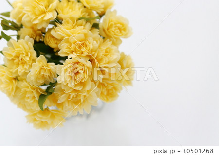 モッコウバラ モッコウバラ 30501268