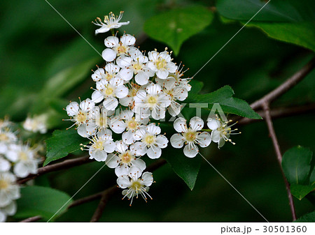 カマツカ鎌柄 ウシゴロシ の白い花の写真素材