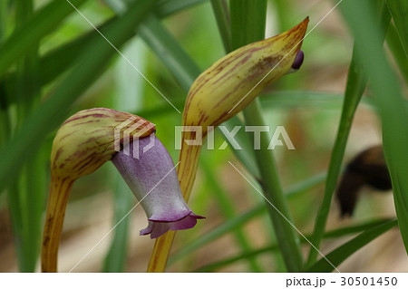 自然　植物　ナンバンギセル、農道わきのススキの株の根元に頭をもたげていました 30501450