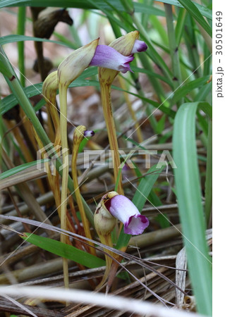 自然　植物　ナンバンギセル、主にイネ科植物に寄生。サトウキビにも寄生するので農家の敵です 30501649