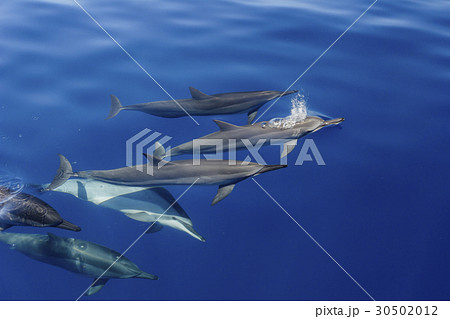 凪の海を泳ぐハシナガイルカの群れ 30502012