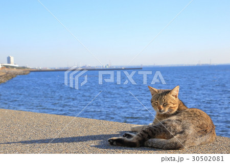 千葉の海岸の猫 30502081