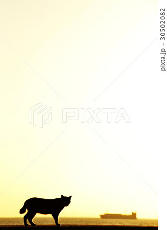 猫のシルエットと東京湾のタンカー 30502082