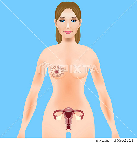 女性器　子宮と卵巣 30502211