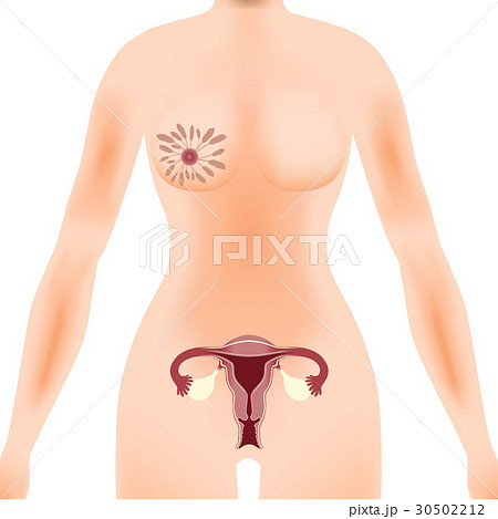 女性器 子宮と卵巣のイラスト素材