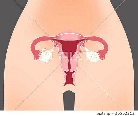 女性器 子宮と卵巣のイラスト素材