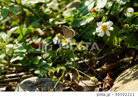 小灰蝶 成虫 身だしなみ 30502221