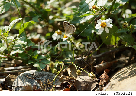 小灰蝶 成虫 身だしなみ 30502222