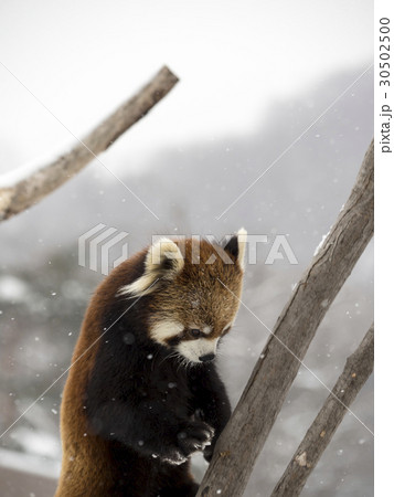 手元を見つめるアライグマ 30502500