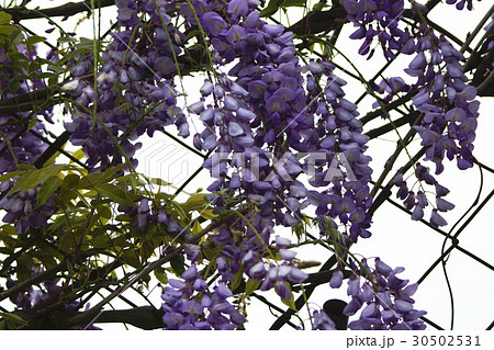藤ツル 紫藤 ヤマフジ 30502531