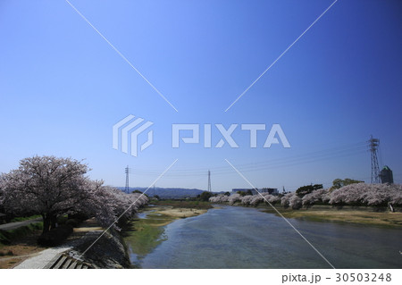 桜 桜 30503248