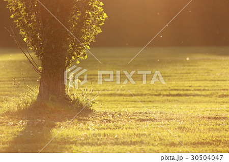 ポプラの木の写真 ポプラの木の写真 30504047