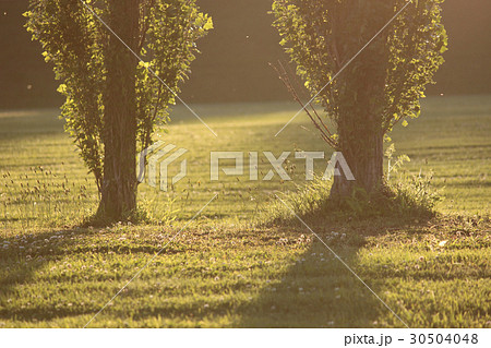 夫婦のようなポプラ並木の写真 30504048