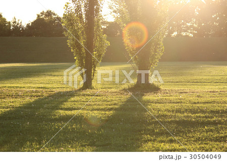 夫婦のようなポプラ並木の写真 30504049
