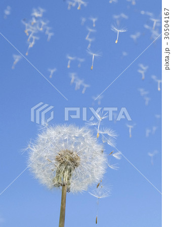 たんぽぽ　タンポポ　青空に飛ぶタンポポの綿毛　 30504167