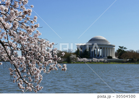 ジェファーソン記念館と桜 ワシントンDC ジェファーソン記念館と桜 ワシントンDC 30504500