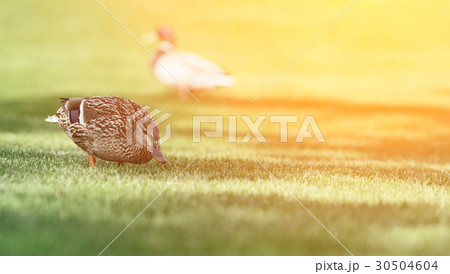 Duck on green grass in park 30504604