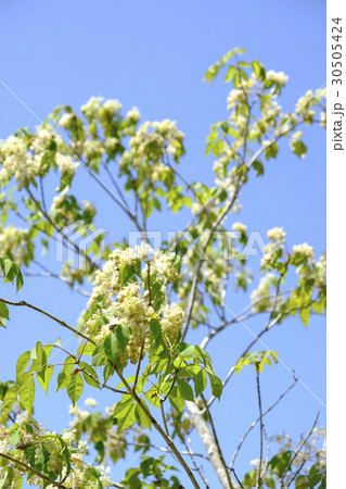 山林に自生するアオダモの木と花 山林に自生するアオダモの木と花 30505424