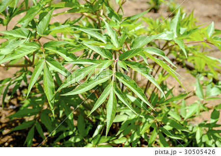 トウキ トウキ 30505426