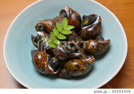 真つぶ貝 真つぶ貝 30505456