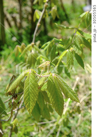 メグスリノキ　 30505565