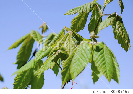 メグスリノキ メグスリノキ 30505567