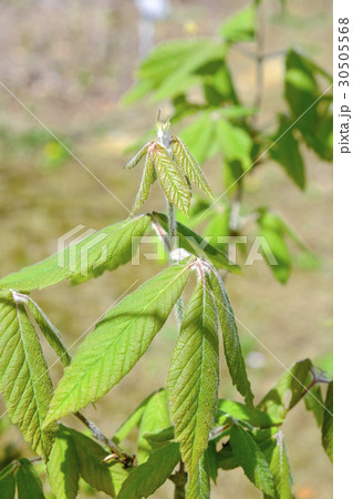 メグスリノキ メグスリノキ 30505568