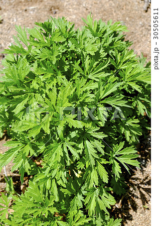 ブタクサ　 30505611