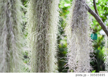 エアプランツ　ウスネオイデス 30505695