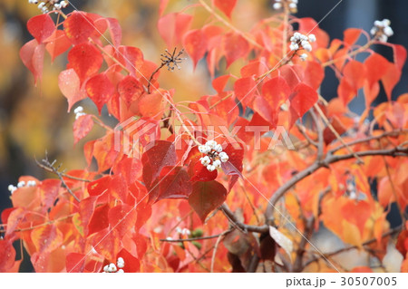 ナンキンハゼ ナンキンハゼ 30507005