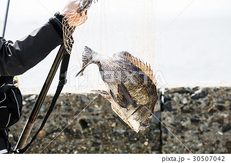 釣り 釣り 30507042