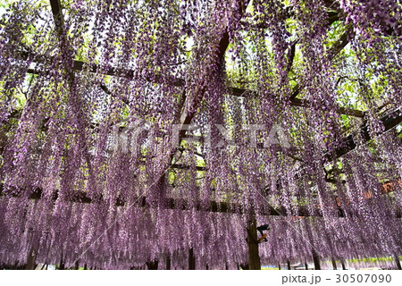 津島天王寺公園の藤の花 30507090