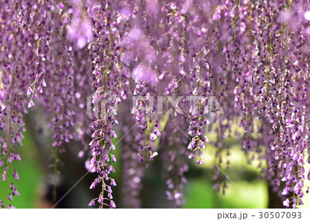 津島天王寺公園の藤の花 30507093