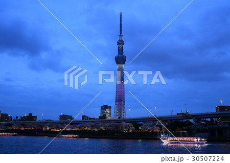 東京スカイツリーの夕景と桜と屋形船の写真素材