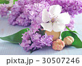 lilac flower purple background romantic 30507246