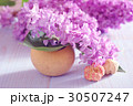 lilac flower purple background romantic 30507247