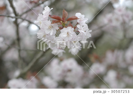 衣笠(桜) 衣笠(桜) 30507253