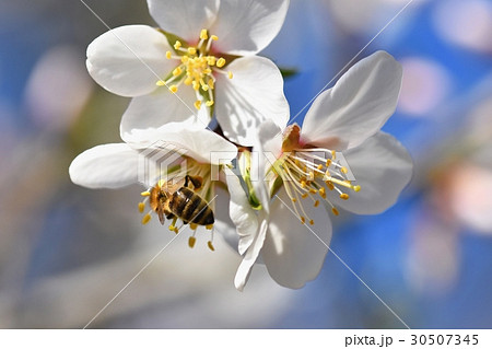 Spring background. Beautiful tree with a bee.  30507345