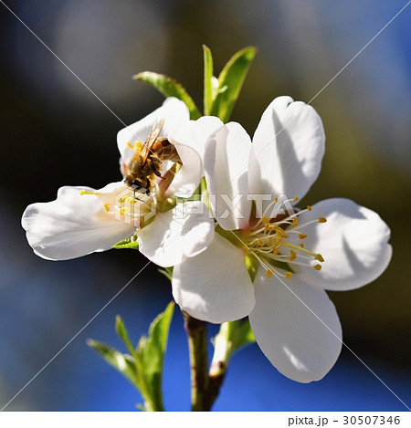 Spring background. Beautiful tree with a bee. Spring background. Beautiful tree with a bee. 30507346