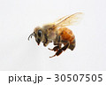 セイヨウミツバチの働き蜂 セイヨウミツバチの働き蜂 30507505