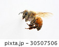セイヨウミツバチの働き蜂 セイヨウミツバチの働き蜂 30507506